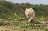 CHIEN FINNOIS DE LAPONIE 376